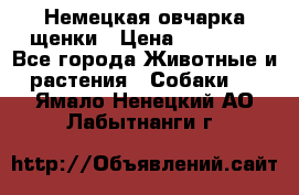 Немецкая овчарка щенки › Цена ­ 20 000 - Все города Животные и растения » Собаки   . Ямало-Ненецкий АО,Лабытнанги г.